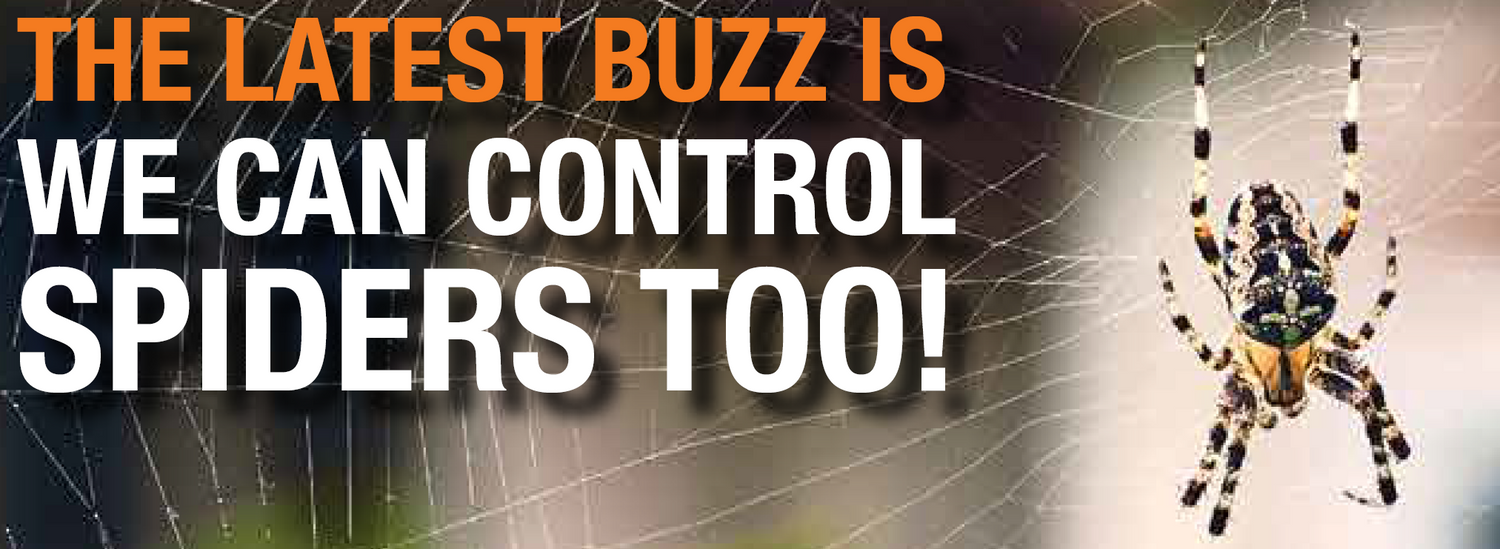 Spider Control