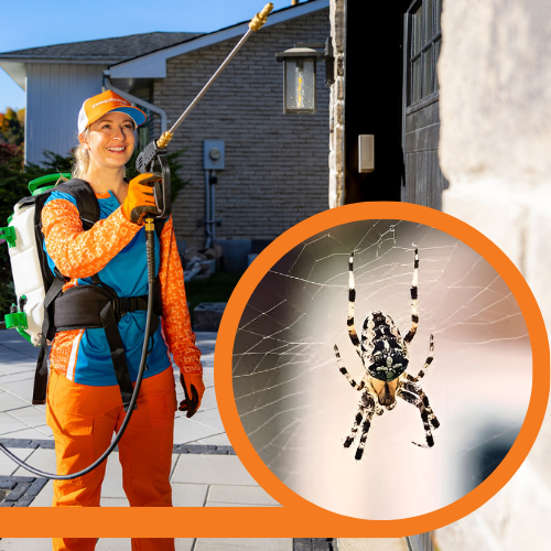 3-Visit Spider Control