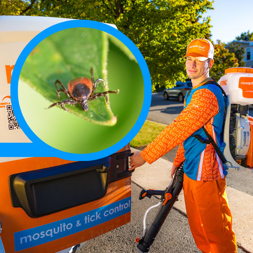 3-Visit Tick Control