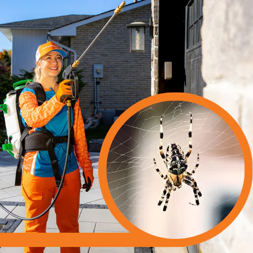 Spider Control Single Visit